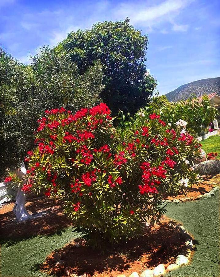 Villa Aelia - A Peaceful And Private Place Argostoli  Eksteriør billede